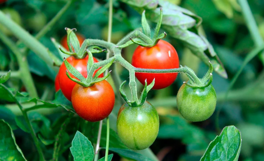 Tomate-cereja