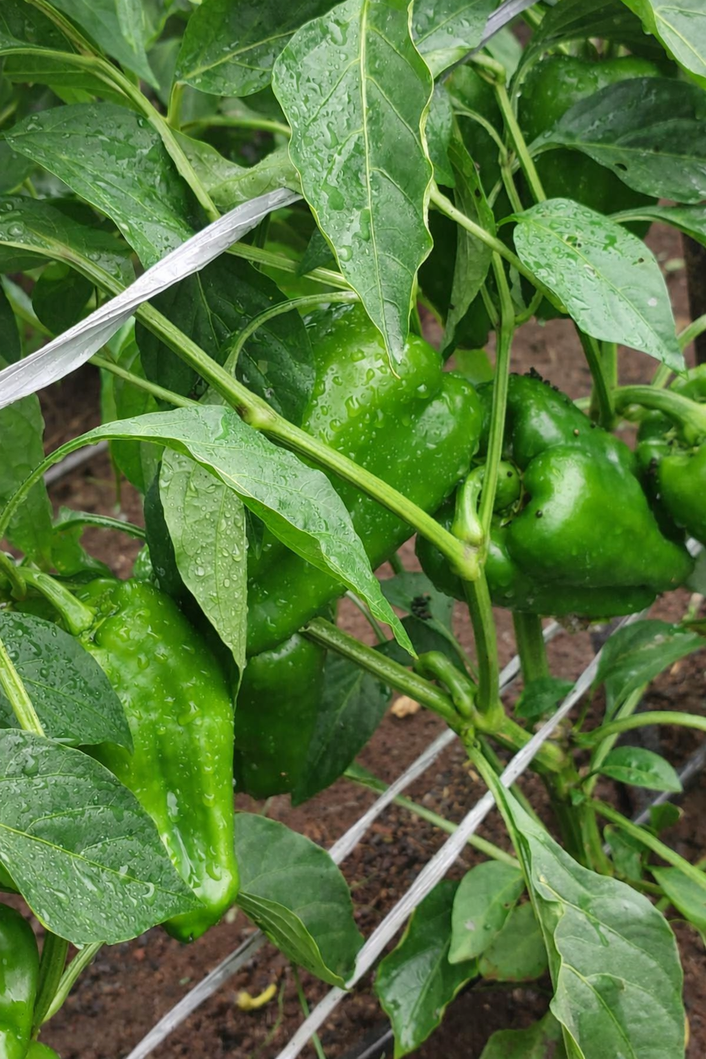 Pimentão Verde